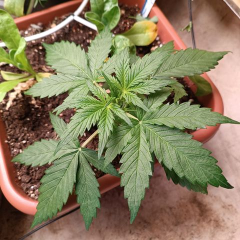 Purple Haze Automatic growlog timeline photo