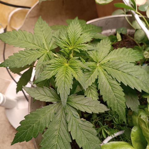 Purple Haze Automatic growlog timeline photo