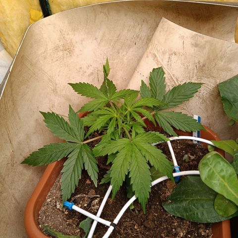 Ghost Train Haze Automatic growlog timeline photo
