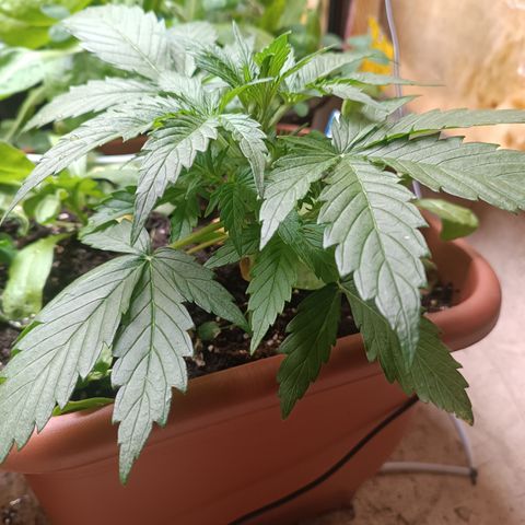 Purple Haze Automatic growlog timeline photo