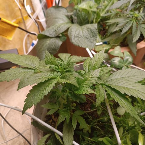 Purple Haze Automatic growlog timeline photo