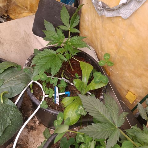 Ghost Train Haze Automatic  growlog timeline photo