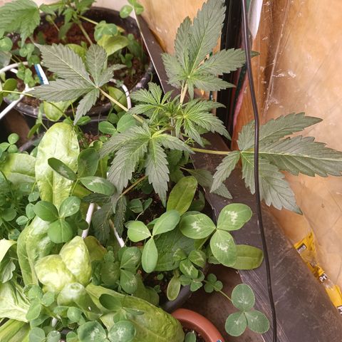 Purple Haze Automatic growlog timeline photo