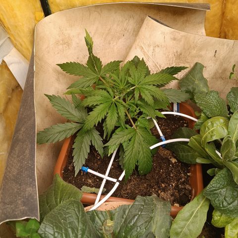 Ghost Train Haze Automatic growlog timeline photo