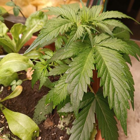 Purple Haze Automatic growlog timeline photo