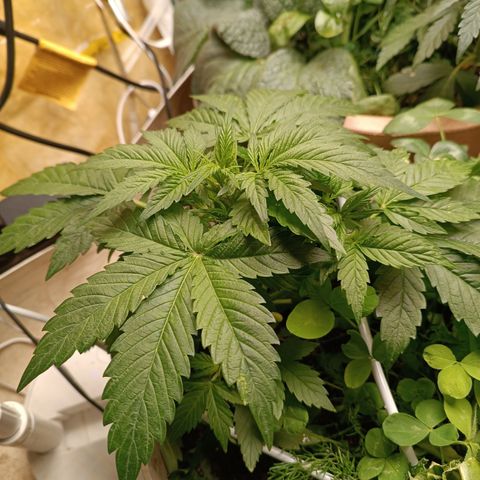 Purple Haze Automatic growlog timeline photo
