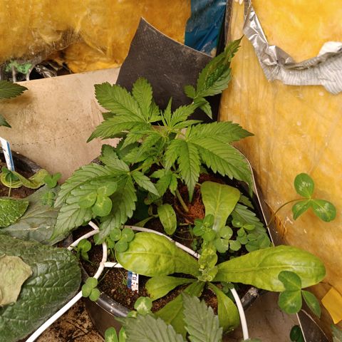 Ghost Train Haze Automatic  growlog timeline photo