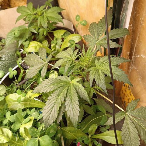 Purple Haze Automatic growlog timeline photo