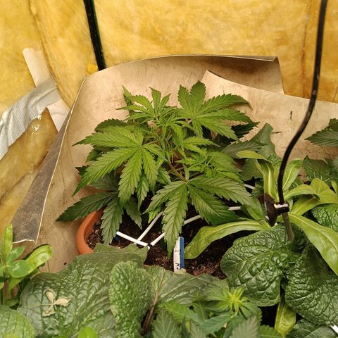 Ghost Train Haze Automatic growlog timeline photo
