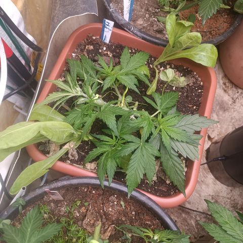 Purple Haze Automatic growlog timeline photo