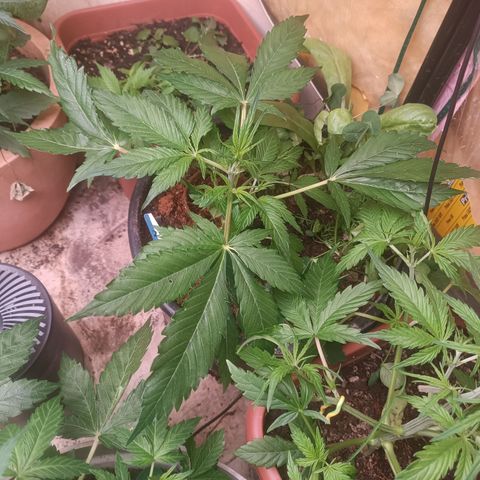 Ghost Train Haze Automatic  growlog timeline photo