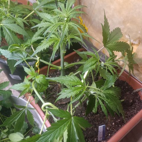 Ghost Train Haze Automatic growlog timeline photo