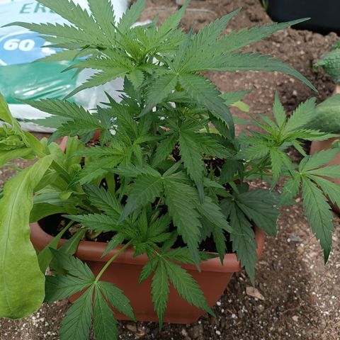 Purple Haze Automatic growlog timeline photo