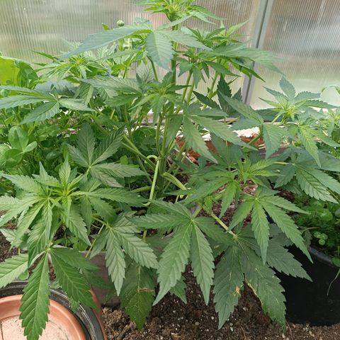 Purple Haze Automatic growlog timeline photo