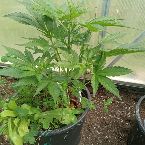 Ghost Train Haze Automatic  growlog timeline photo