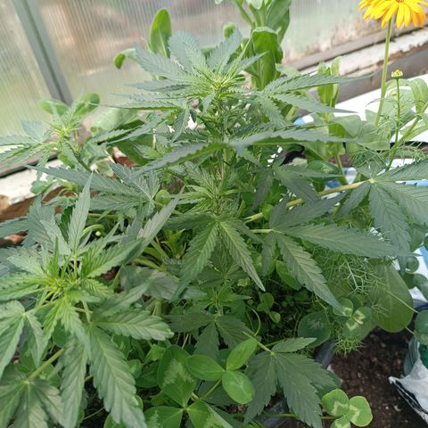 Purple Haze Automatic growlog timeline photo