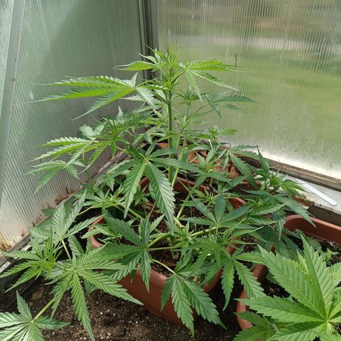 Ghost Train Haze Automatic growlog timeline photo