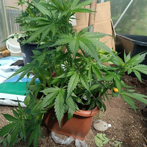 Purple Haze Automatic growlog timeline photo