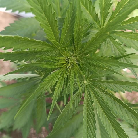 Purple Haze Automatic growlog timeline photo