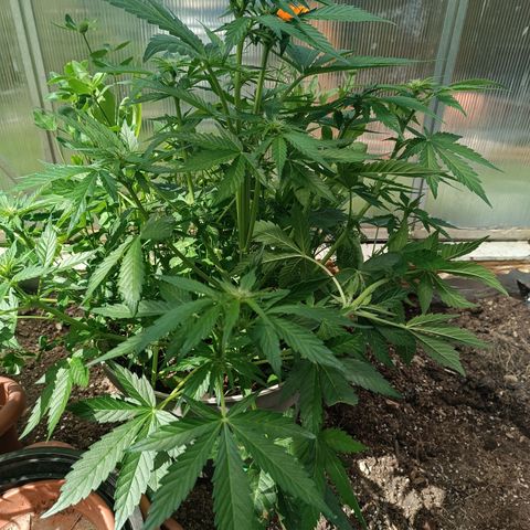 Purple Haze Automatic growlog timeline photo