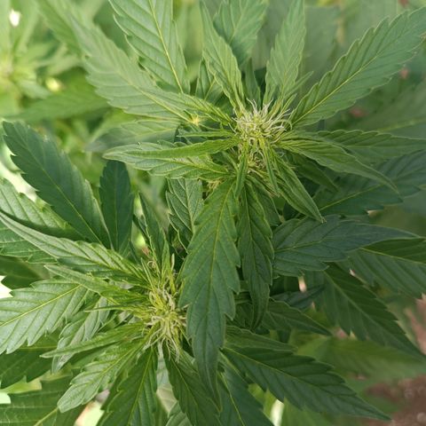 Purple Haze Automatic growlog timeline photo
