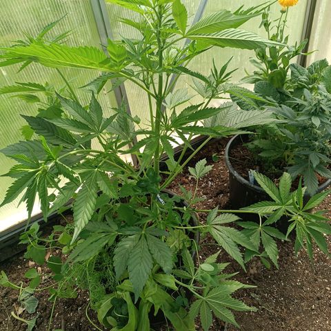 Ghost Train Haze Automatic  growlog timeline photo