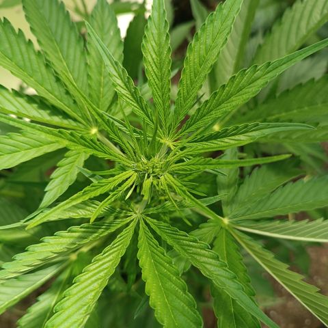 Ghost Train Haze Automatic  growlog timeline photo
