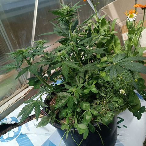 Purple Haze Automatic growlog timeline photo