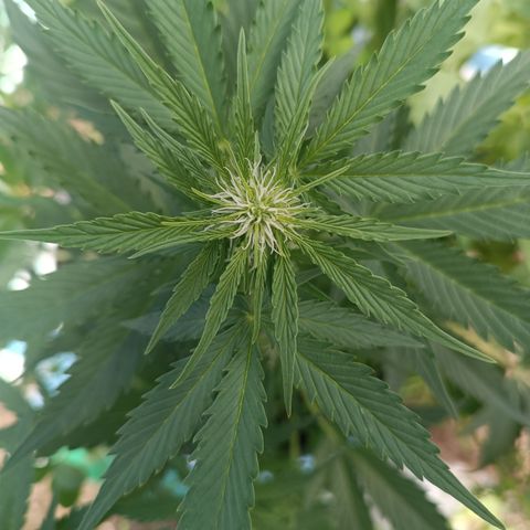 Purple Haze Automatic growlog timeline photo