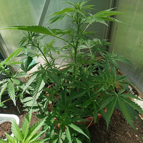 Ghost Train Haze Automatic growlog timeline photo