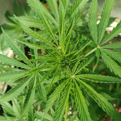 Ghost Train Haze Automatic growlog timeline photo