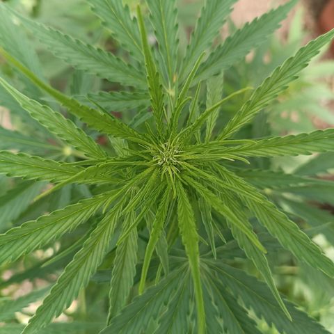 Ghost Train Haze Automatic growlog timeline photo