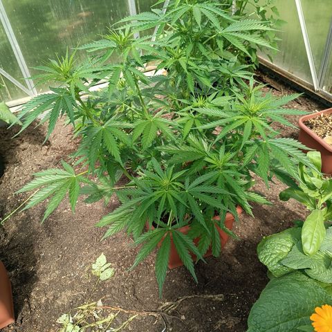 Ghost Train Haze Automatic growlog timeline photo