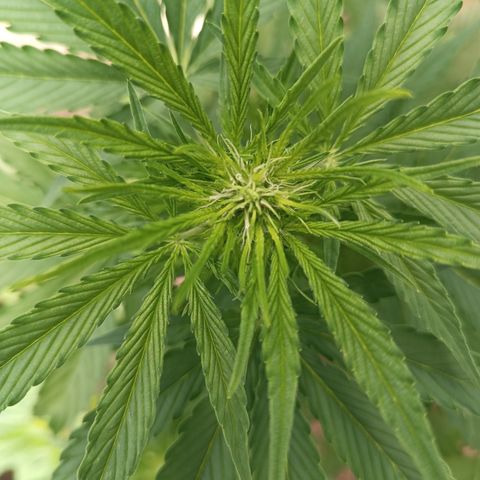 Ghost Train Haze Automatic  growlog timeline photo