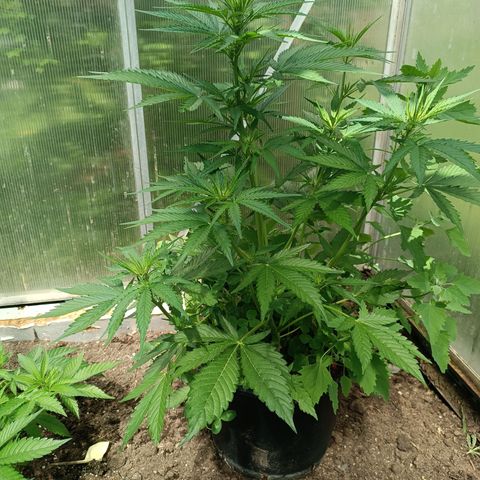 Ghost Train Haze Automatic  growlog timeline photo