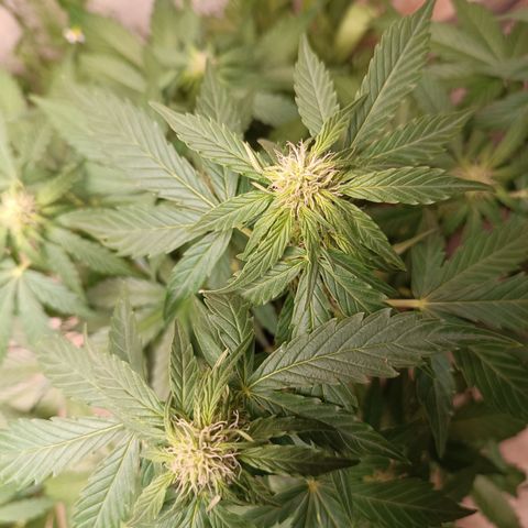 Purple Haze Automatic growlog timeline photo