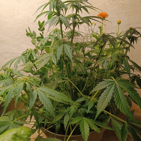 Purple Haze Automatic growlog timeline photo