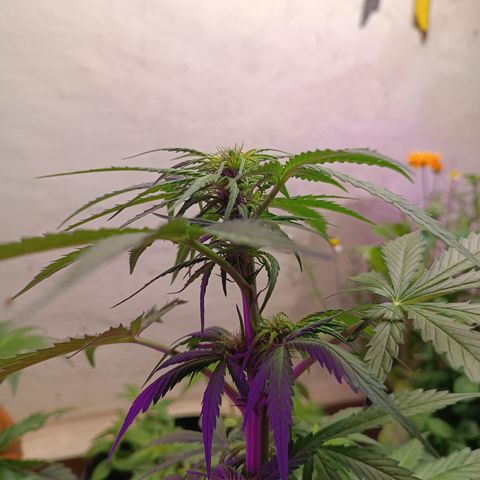 Purple Haze Automatic growlog timeline photo