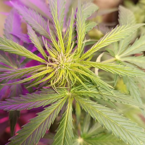 Purple Haze Automatic growlog timeline photo