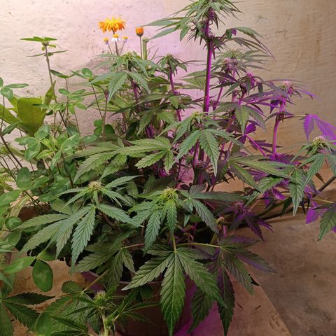 Purple Haze Automatic growlog timeline photo