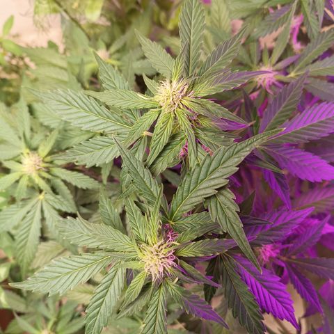 Purple Haze Automatic growlog timeline photo
