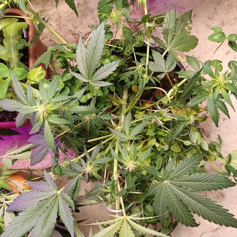 Purple Haze Automatic growlog timeline photo