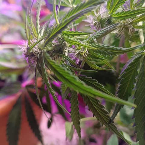 Purple Haze Automatic growlog timeline photo
