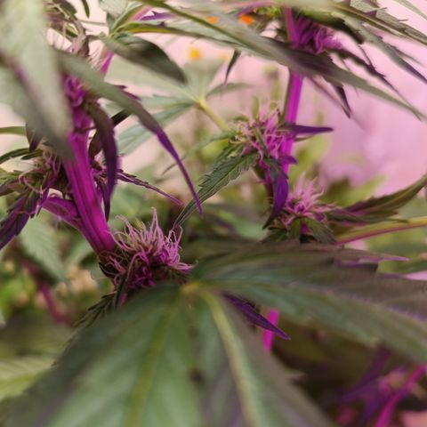 Purple Haze Automatic growlog timeline photo