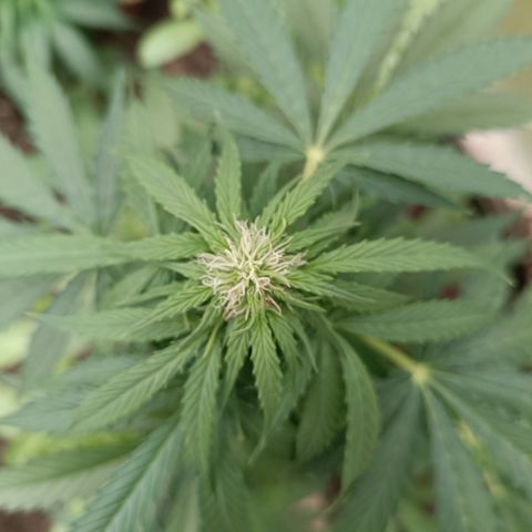 Purple Haze Automatic growlog timeline photo