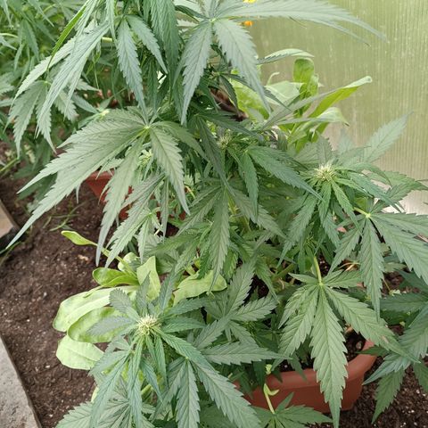 Purple Haze Automatic growlog timeline photo