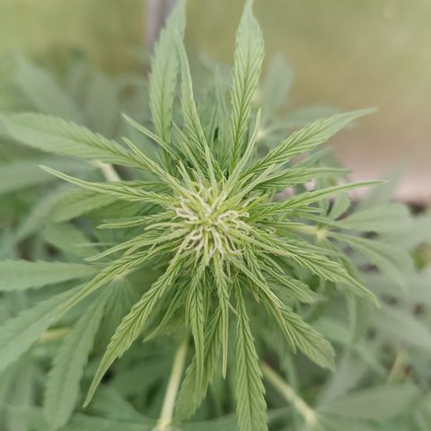 Ghost Train Haze Automatic  growlog timeline photo