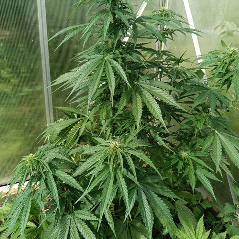 Ghost Train Haze Automatic growlog timeline photo