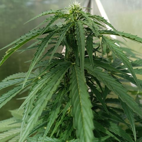 Ghost Train Haze Automatic growlog timeline photo