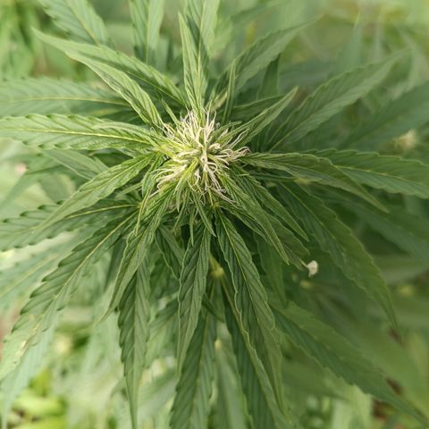 Ghost Train Haze Automatic growlog timeline photo